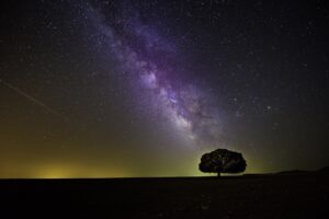 tree, stars, night-1866602.jpg