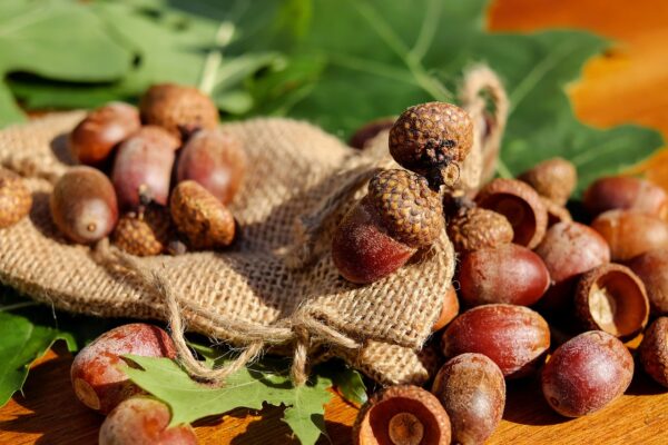 acorns, tree fruit, fruit-1710577.jpg